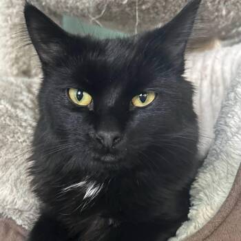 American Shorthair Cats Available for Adoption in Laguna Woods, California - Hersheys (bonded With Reeses) | PetCurious