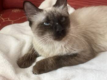 Rescue Siamese Cats for Adoption in Austin, Texas - Sora | PetCurious