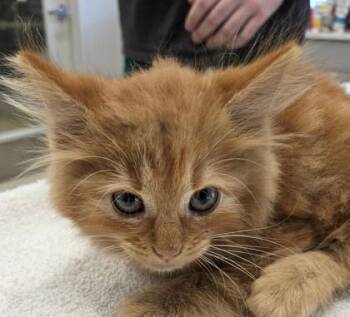 Jett -  Domestic Long Hair and Domestic Short Hair Cat for Adoption in Lafayette, Indiana - Jett | PetCurious