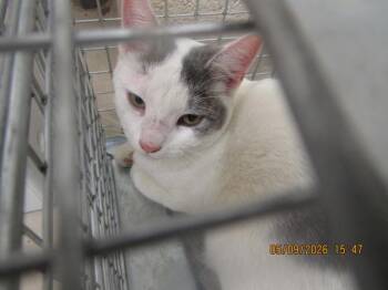 Domestic Short Hair Cats Available for Adoption in Marietta, Georgia - (637) | PetCurious