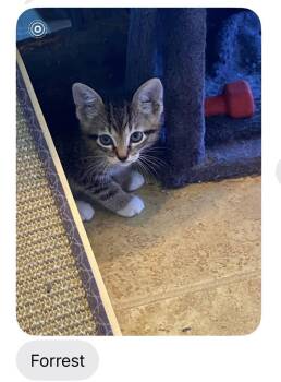 Forest -  Domestic Short Hair Cat for Adoption in Mustang, Oklahoma - Forest | PetCurious