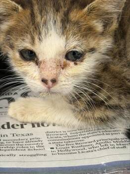 A2478126 -  Domestic Short Hair Cat for Adoption in Fort Lauderdale, Florida - A2478126 | PetCurious