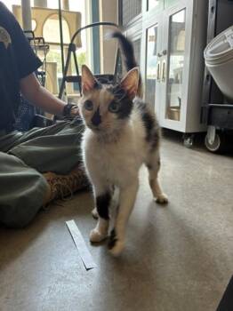 26-541 -  Domestic Short Hair Cat for Adoption in Barnesville, Georgia - 26-541 | PetCurious