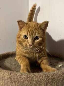 Domestic Short Hair Cats Available for Adoption in Zimmerman, Minnesota - Sassafras | PetCurious