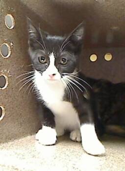 BORIS -  Domestic Short Hair Cat for Adoption in Cookeville, Tennessee - BORIS | PetCurious