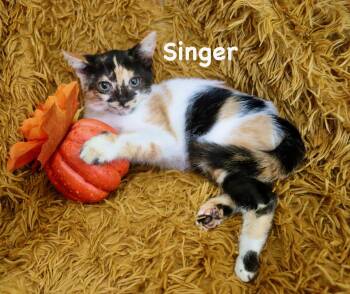 Singer -  Calico Cat for Adoption in St. Augustine, Florida - Singer | PetCurious