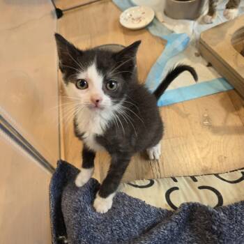 Beth -  Tuxedo and Domestic Medium Hair Cat for Adoption in Mastic, New York - Beth | PetCurious