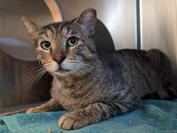 Domestic Medium Hair Cats Available for Adoption in Martinez, California - A1046032 | PetCurious