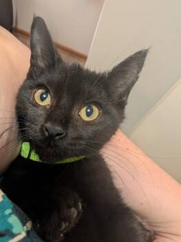 Romeo -  Domestic Short Hair Cat for Adoption in Cuyahoga Falls, Ohio - Romeo | PetCurious