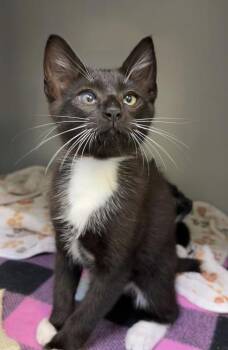Omelet 557-26 -  Domestic Short Hair Cat for Adoption in Cumming, Georgia - Omelet 557-26 | PetCurious