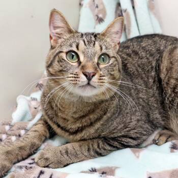 Dusty -  Domestic Short Hair Cat for Adoption in Tierra Verde, Florida - Dusty | PetCurious