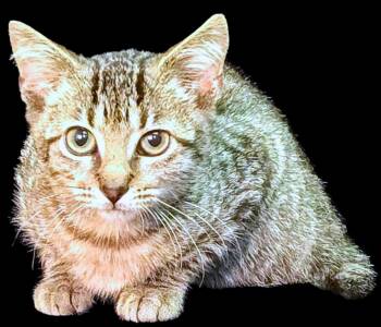 Rescue Tabby Cats for Adoption in Newland, North Carolina - Mittens | PetCurious