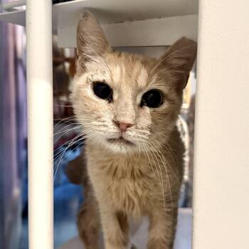 Valerie -  American Bobtail Cat for Adoption in Liverpool, Texas - Valerie | PetCurious