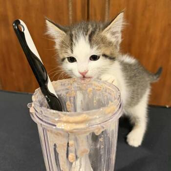 Rescue Domestic Medium Hair Cats for Adoption in Union, Missouri - Baby Lira | PetCurious