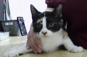 Rescue Domestic Short Hair Cats for Adoption in Dayton, Minnesota - Maeve | PetCurious