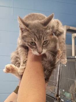 Rescue Domestic Medium Hair and Domestic Short Hair Cats for Adoption in Moultrie, Georgia - Scar | PetCurious