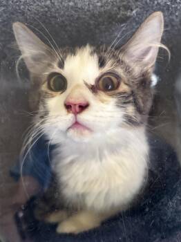 Anchor -  Domestic Medium Hair Cat for Adoption in Nashville, Tennessee - Anchor | PetCurious
