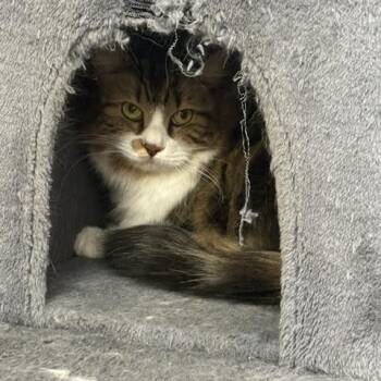 Buster -  Domestic Long Hair Cat for Adoption in Blairsville, Georgia - Buster | PetCurious