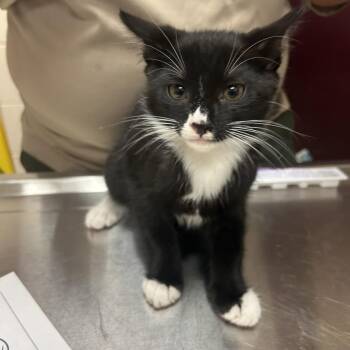 Decible -  Domestic Short Hair Cat for Adoption in Lake Panasoffkee, Florida - Decible | PetCurious