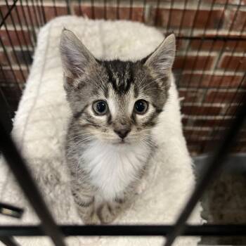 Dewey -  Domestic Short Hair Cat for Adoption in La Grange, Kentucky - Dewey | PetCurious