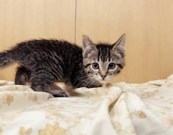 COVER GIRL -  Domestic Short Hair Cat for Adoption in Brentwood, Missouri - COVER GIRL | PetCurious
