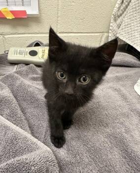 Harvey -  Domestic Short Hair Cat for Adoption in Santa Rosa, California - Harvey | PetCurious