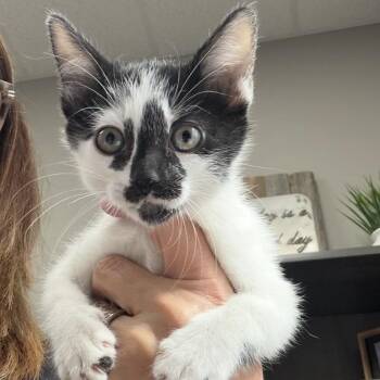 Elsie -  Domestic Medium Hair Cat for Adoption in Midland, Texas - Elsie | PetCurious