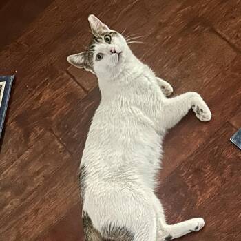 Van -  Turkish Van and Domestic Short Hair Cat for Adoption in Sacramento, California - Van | PetCurious