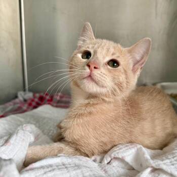 Winnie -  Domestic Short Hair Cat for Adoption in Asheville, North Carolina - Winnie | PetCurious