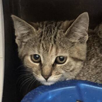Margarita -  Domestic Short Hair Cat for Adoption in Philadelphia, Pennsylvania - Margarita | PetCurious