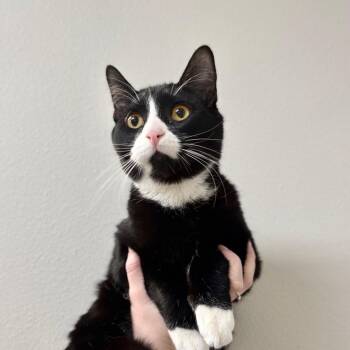 Domestic Short Hair Cats Available for Adoption - Figaro | PetCurious