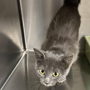 Russian Blue Cats Available for Adoption - Abigail | PetCurious