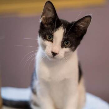 ORION -  Domestic Short Hair Cat for Adoption in Schnecksville, Pennsylvania - ORION | PetCurious