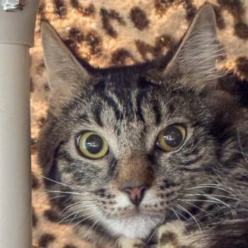 Domestic Medium Hair Cats Available for Adoption - Dr Dre | PetCurious