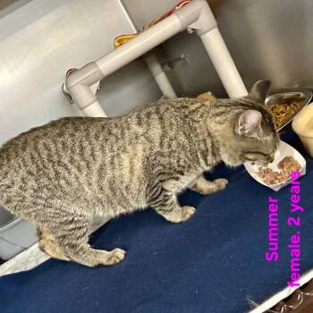 Summer -  Domestic Short Hair Cat for Adoption in Buffalo, New York - Summer | PetCurious