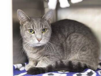 TITA -  Domestic Short Hair Cat for Adoption in Phoenix, Arizona - TITA | PetCurious