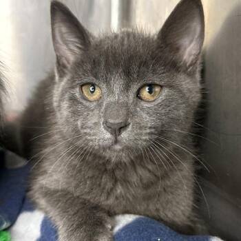 Ash -  Domestic Short Hair Cat for Adoption in Matteson, Illinois - Ash | PetCurious