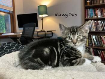 Kung Pao -  Domestic Short Hair Cat for Adoption in Crystal Lake, Illinois - Kung Pao | PetCurious