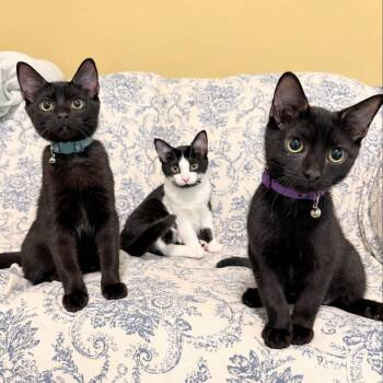 Mochi & Boba -  Bombay and Domestic Short Hair Cat for Adoption in Knoxville, Tennessee - Mochi & Boba | PetCurious