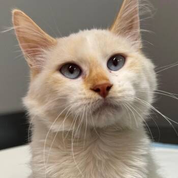 Awawa -  Domestic Medium Hair Cat for Adoption in Salt Lake City, Utah - Awawa | PetCurious