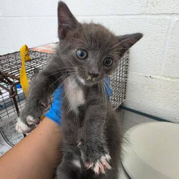 Omi -  Domestic Short Hair Cat for Adoption in Edinburg, Texas - Omi | PetCurious