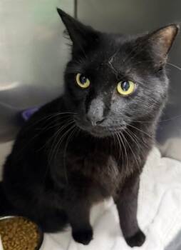 GREEN BEAN -  Domestic Medium Hair Cat for Adoption in Killeen, Texas - GREEN BEAN | PetCurious