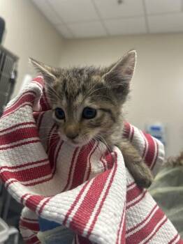 Domestic Short Hair Cats Available for Adoption in Las Vegas, Nevada - HANSEL | PetCurious