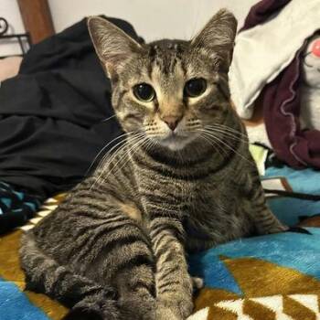 Marshmallow -  Domestic Short Hair Cat for Adoption in Norman, Oklahoma - Marshmallow | PetCurious