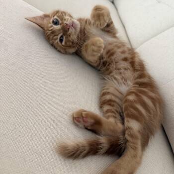 Copper  -  Domestic Long Hair Cat Available for Adoption in Satsuma, Alabama - Copper  | PetCurious