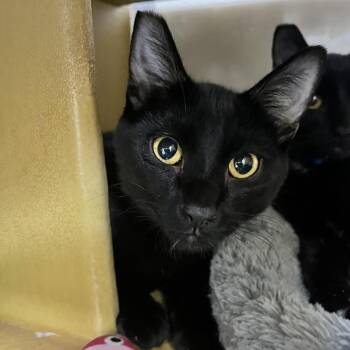 Jaxon 54711 -  Domestic Short Hair Cat for Adoption in Las Vegas, Nevada - Jaxon 54711 | PetCurious