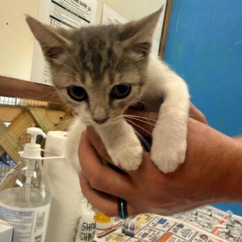 Magnolia -  Domestic Short Hair Cat for Adoption in Corinth, Mississippi - Magnolia | PetCurious