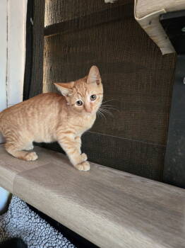 Rescue Domestic Short Hair Cats for Adoption in Trenton, New Jersey - Vistiq | PetCurious