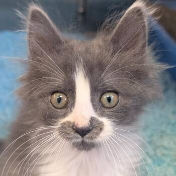Brontosaurus -  Domestic Medium Hair Cat for Adoption in Jefferson, Wisconsin - Brontosaurus | PetCurious