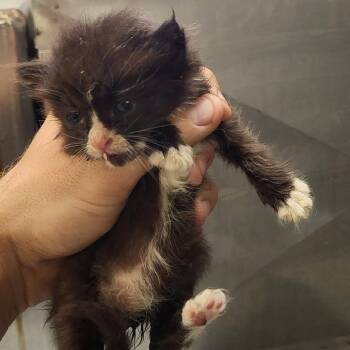SCFL-Stray-66338_2 -  Domestic Short Hair Cat for Adoption in Lake Panasoffkee, Florida - SCFL-Stray-66338_2 | PetCurious